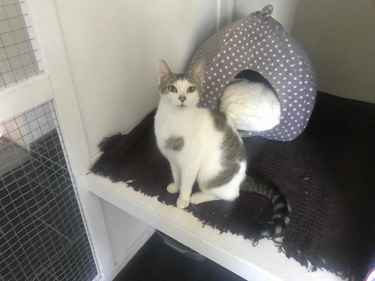 Manor Farm Cattery