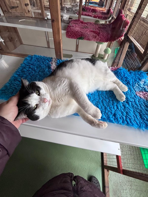 Alley Cats Cattery