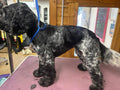 Bubbles & Bark Dog Grooming Salon