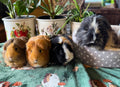 Cavies and Aviaries