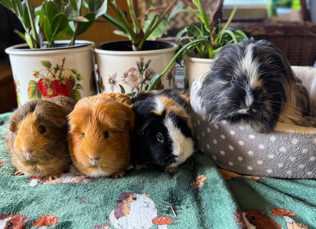 Cavies and Aviaries