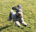 Shamrock Pet Services