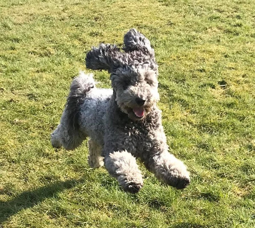 Shamrock Pet Services