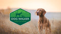 Dog Walker