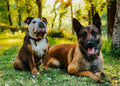TTB Dog training