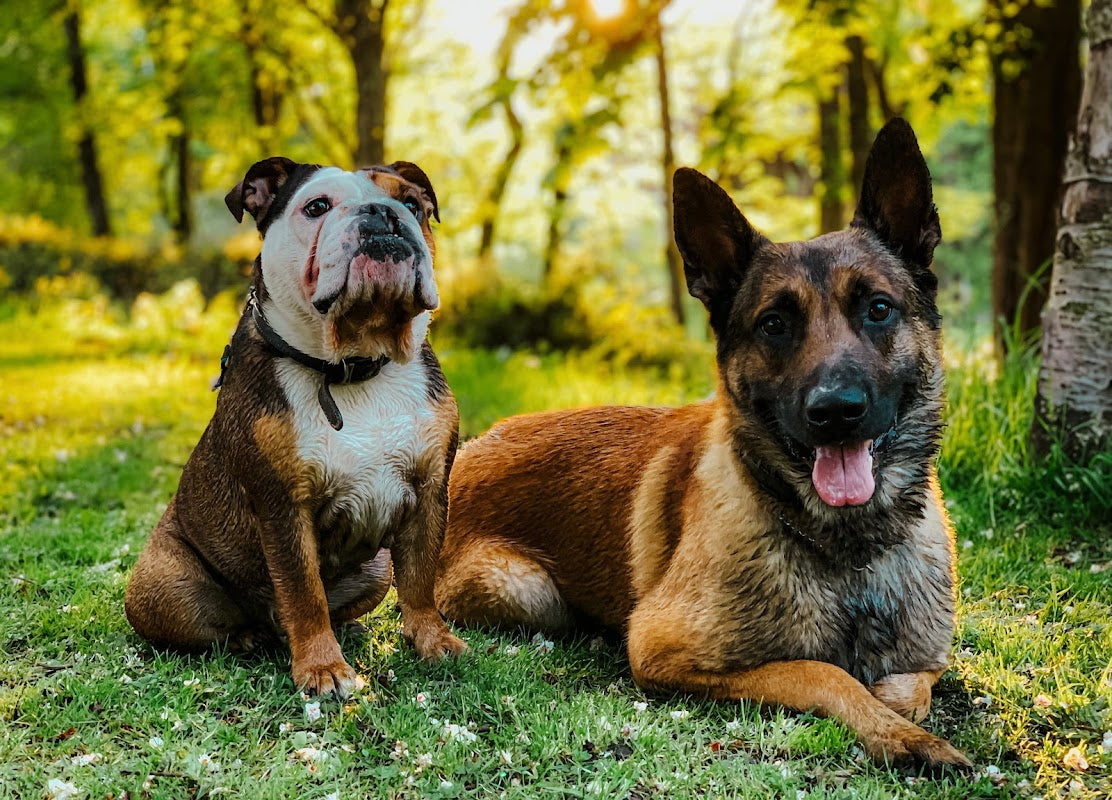 TTB Dog training