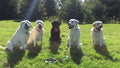 The Well Heeled Dog Club