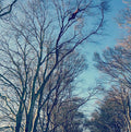 Diamond Tree Care