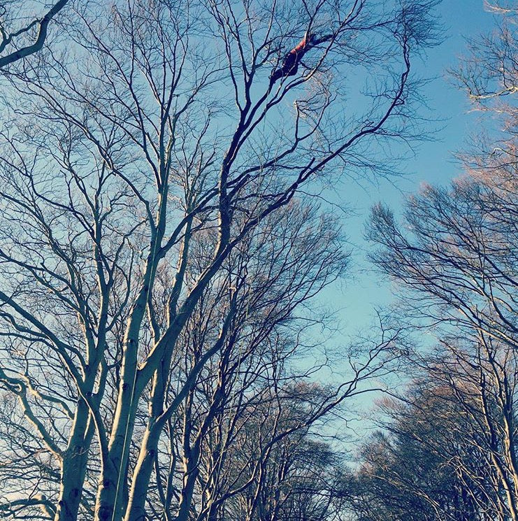 Diamond Tree Care