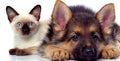 Paw Pals Cheshire East