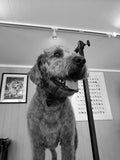 Dogmore Grooming