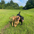 Forests & Fetch