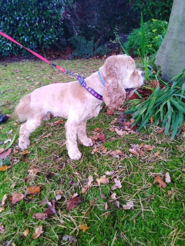 Tarvin Pet Care