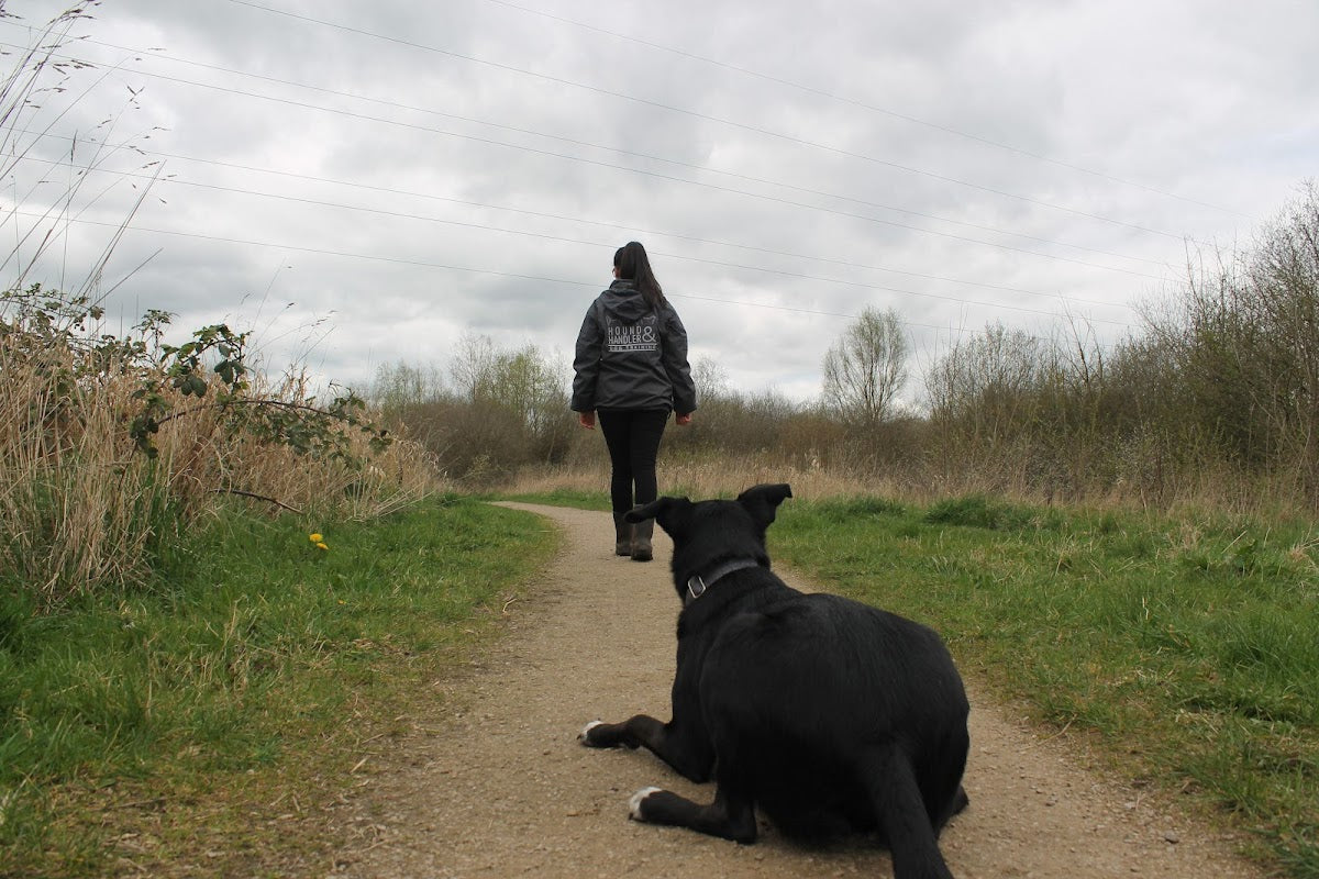 Hound and Handler Dog Training