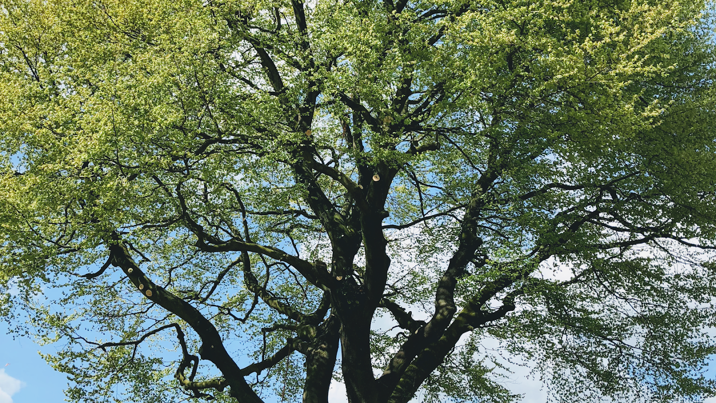 Nick Bailey Tree Surgeon
