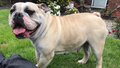All Dogs Great and Small Grooming Services