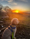 Nells pawsome adventures