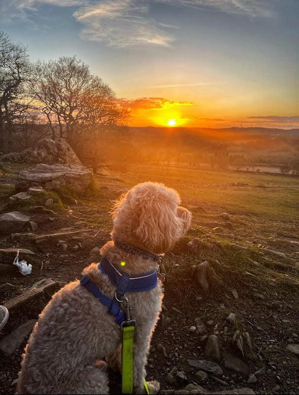 Nells pawsome adventures