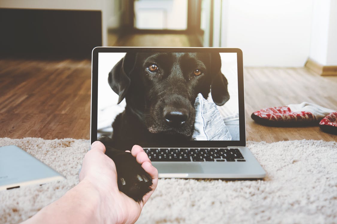 Watchdog IT Support
