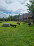 Wags of Cranage