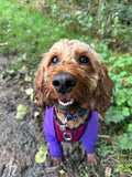 Busy Izzy Pet Services