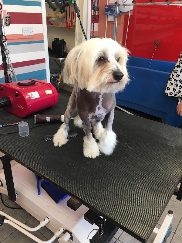 Littlegems Canine Care & Grooming