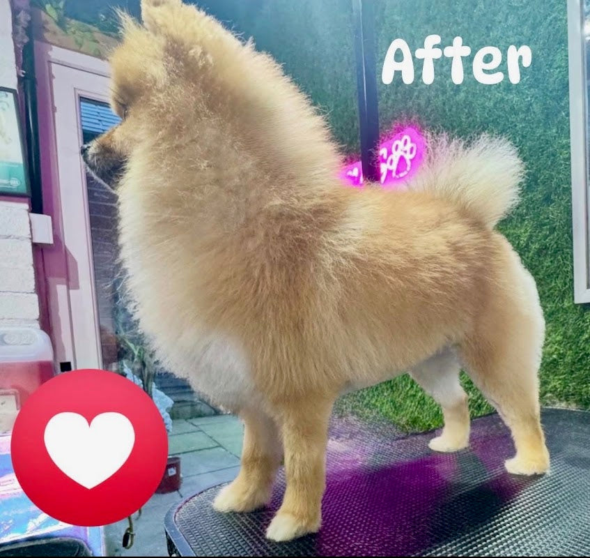 WA15 CUTS One to One Dog Groomer and Stylist