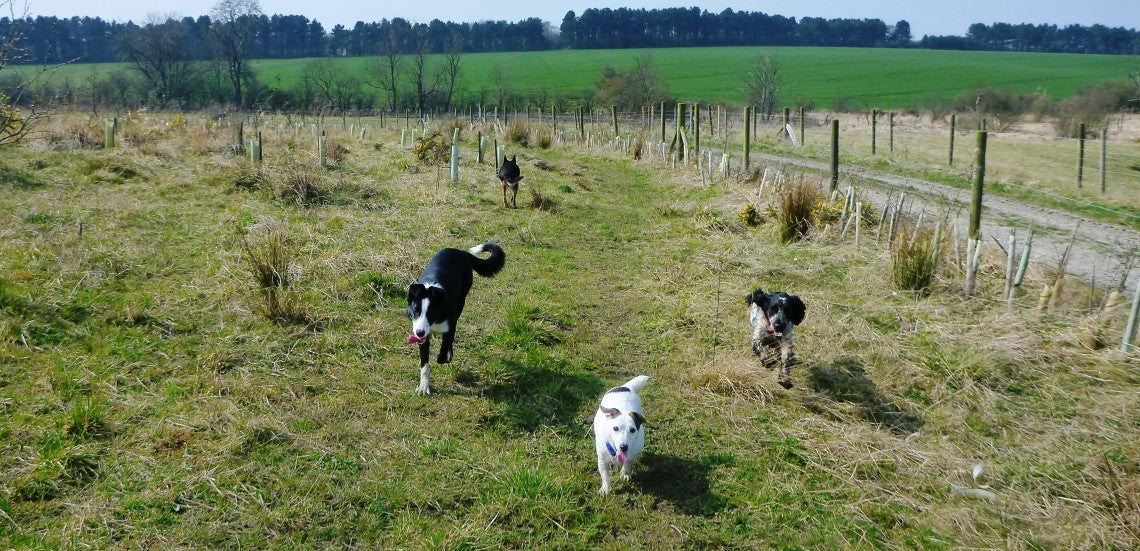 Wag 4 Walks