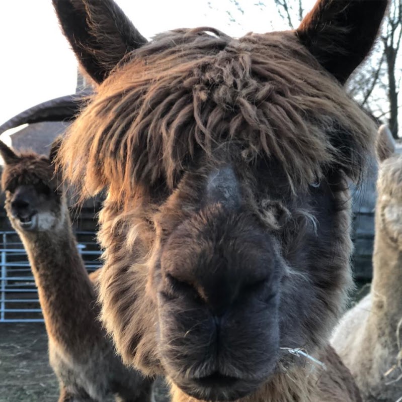 Hassall Alpacas and Glamping Pods Cheshire