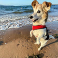 Acorn Veterinary Surgery