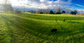 Dogs Allowed, Private Hire Walking Field