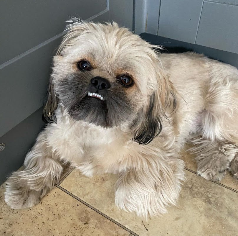 Millie's Vets