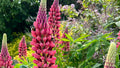Newick Garden Maintenance