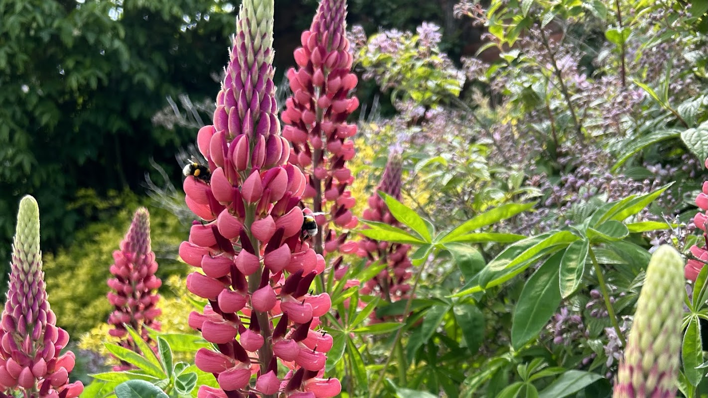 Newick Garden Maintenance