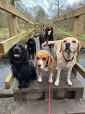 Canine Kindergarten Alsager Home Boarding
