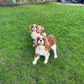 Lucky Paws Pet Services