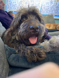 Lynton House Dog Boarding Alsager Rated 5 Stars ECC