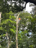 Buckland Arboriculture