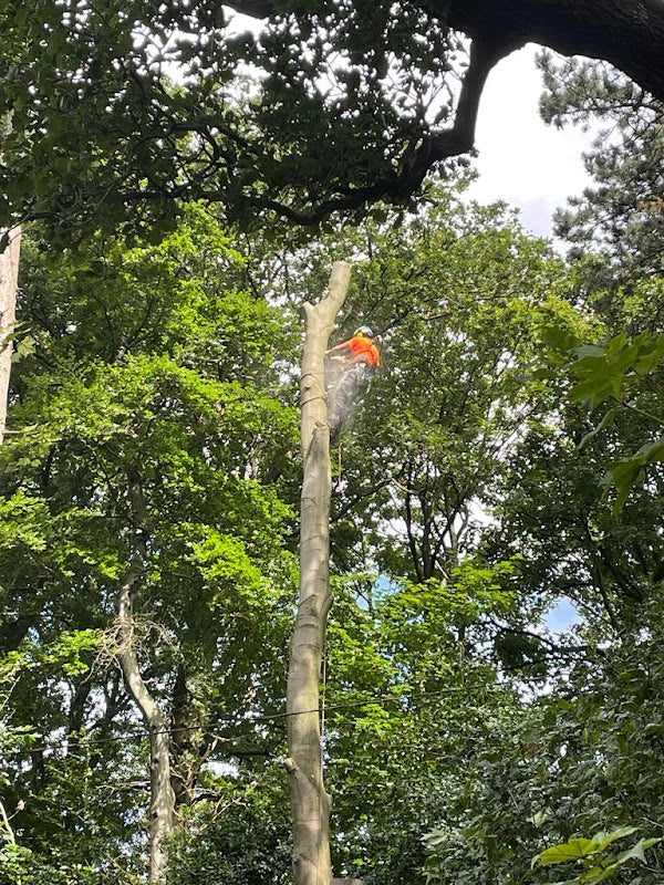 Buckland Arboriculture