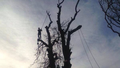 Cutting Edge Tree Care