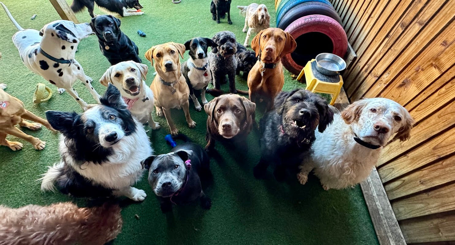 Doggy Daycare Trafford Park