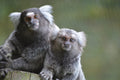Reaseheath Mini Zoo