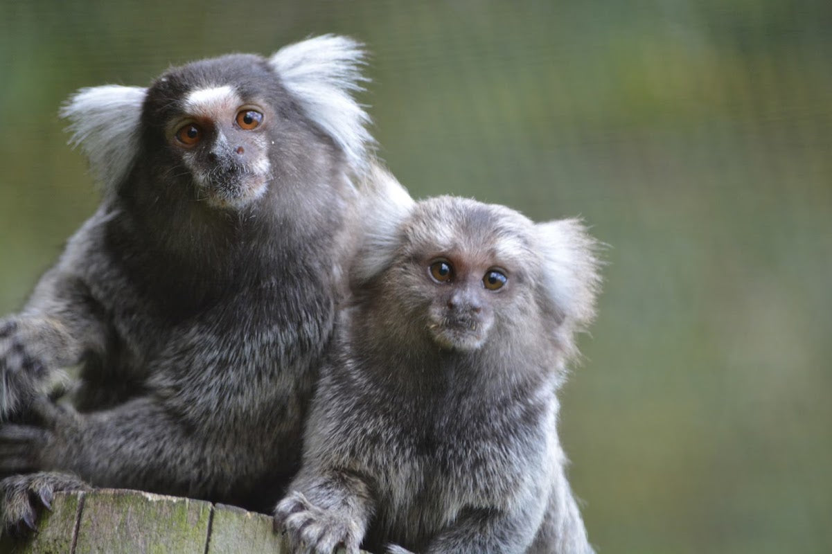 Reaseheath Mini Zoo