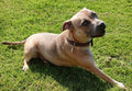 Ridley Day Care For Dogs