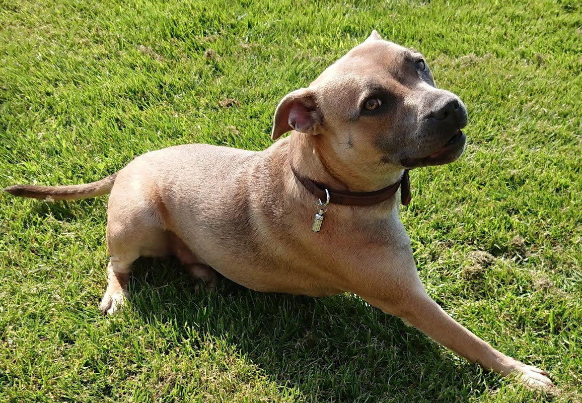 Ridley Day Care For Dogs