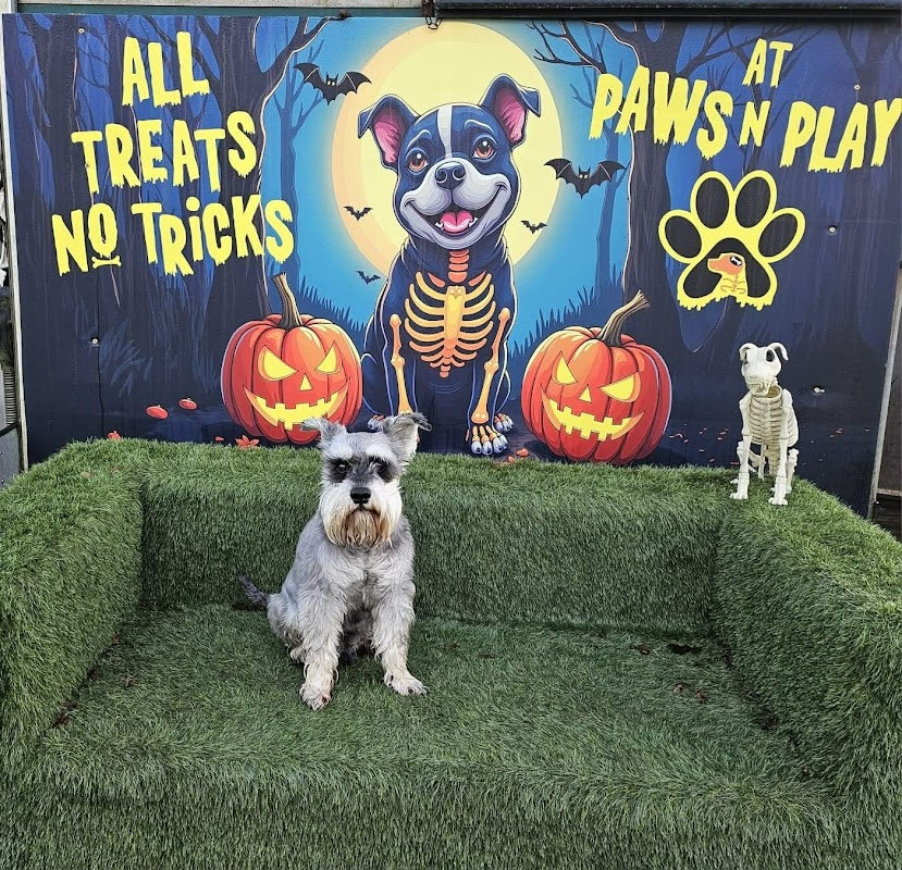Paws N Play Dog Park