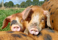 Cuddington Manor Farm