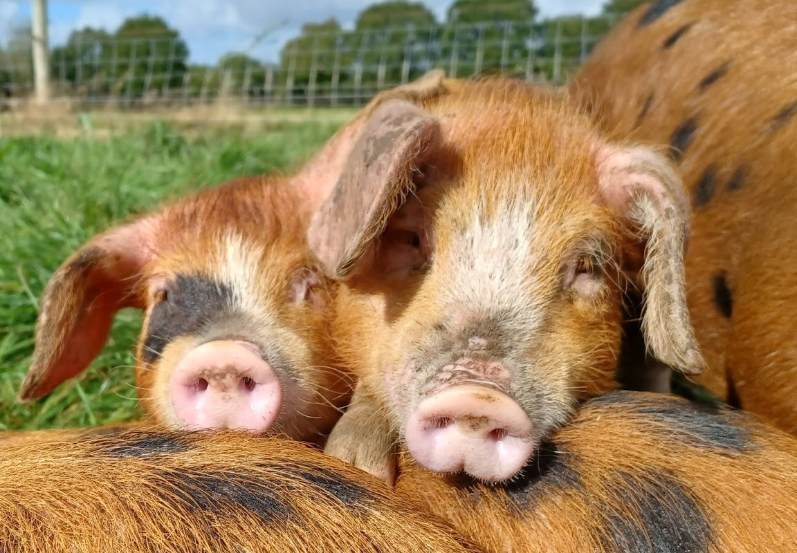 Cuddington Manor Farm