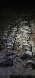 TTOCS Pest Control