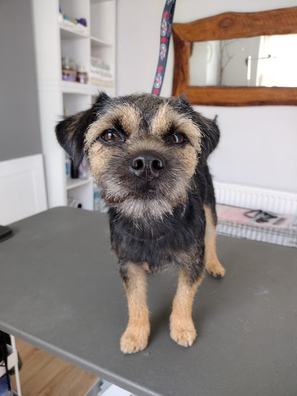 Lavender Dog Grooming